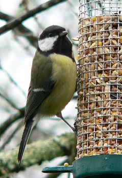 French great Tit 4