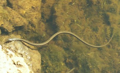 the 3ft snake swimming