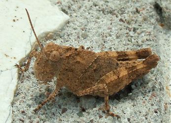 a small grasshopper