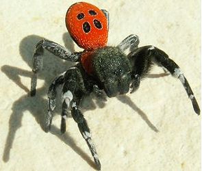 a Ladybird spider