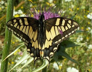 a swallowtail butterfly
